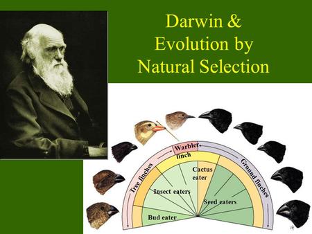 2006-2007 Insect eaters Bud eater Seed eaters Cactus eater Warbler finch Tree finches Ground finches Darwin & Evolution by Natural Selection.