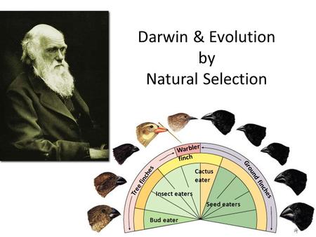 2006-2007 Insect eaters Bud eater Seed eaters Cactus eater Warbler finch Tree finches Ground finches Darwin & Evolution by Natural Selection.