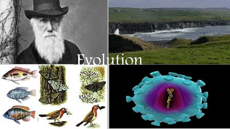 Evolution. Species- group of organisms that can interbreed and produce fertile offspring. Niche- role, or position, of an organism in its environment.