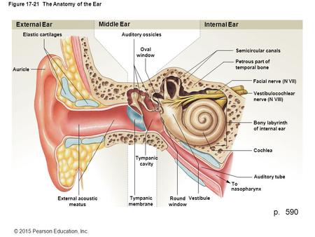 Figure The Anatomy of the Ear