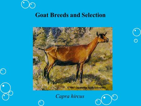 Goat Breeds and Selection Capra hircus. Major Breeds of Goats Alpine (French Alps) UMedium to large sized UUsually a stripe down the back Uall colors.