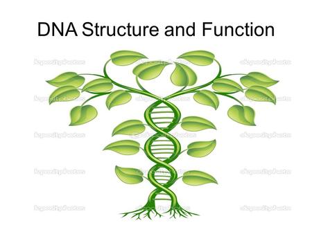 DNA Structure and Function