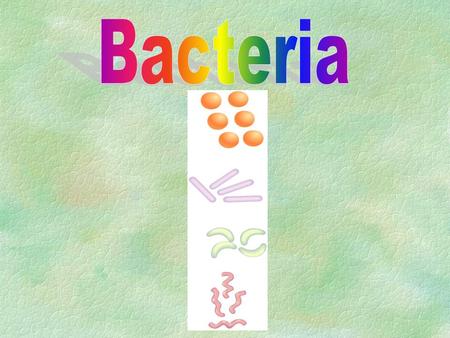 Bacteria §Cells are prokaryotic and amongst the smallest known cells ( length 0.5-20 µm ). §No membrane bound nucleus. §Have ribosomes,but no other.