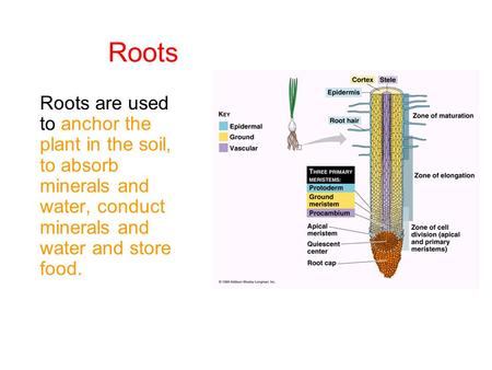 Roots Roots are used to anchor the plant in the soil, to absorb minerals and water, conduct minerals and water and store food.