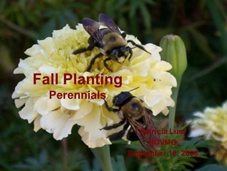 Fall Planting Perennials Patricia Lust HOVMG September 18, 2008.