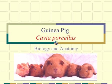 Guinea Pig Cavia porcellus