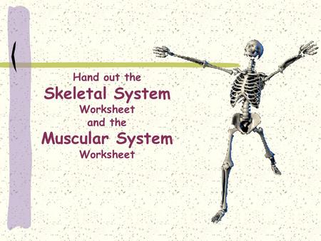 Hand out the Skeletal System Worksheet and the Muscular System Worksheet.