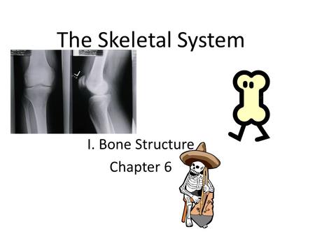 The Skeletal System I. Bone Structure Chapter 6. Osteology Osteology is the scientific study of bones. A subdiscipline of anatomy, anthropology, and archeology,