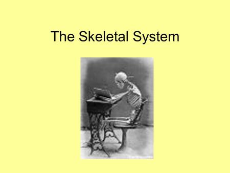 The Skeletal System.