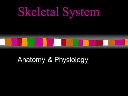 Skeletal System Anatomy & Physiology. The Skeletal System Your skeleton comprises ~ 20% of your total body mass There are 206 bones in your body, separated.