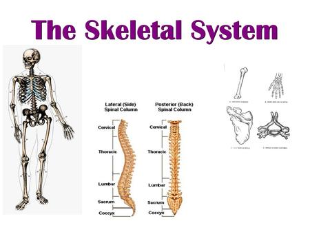 The Skeletal System.