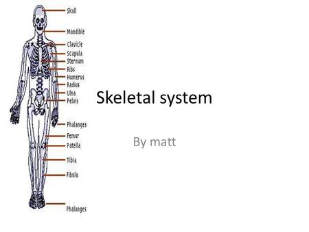 Skeletal system By matt. What is the skeletal system? Bone cartilage tissue teeth tendons ligaments are all part of the skeletal system. Note that the.