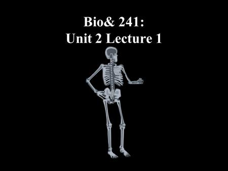 Bio& 241: Unit 2 Lecture 1. Functions of the Skeletal System 1.Support 2.Protection 3.Assistance in Movement 4.Mineral Homeostasis 5.Blood Cell Production.