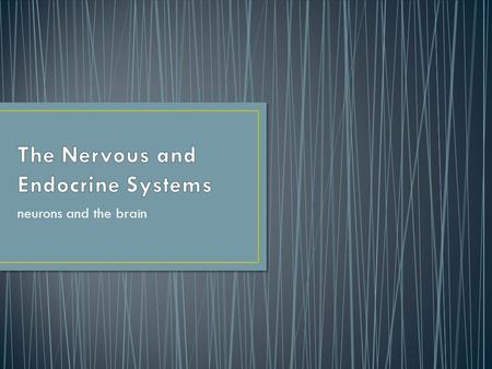 Neurons and the brain. Neuron: a nerve cell. The basic building block of the nervous system Dendrite: The bushy, branching extensions of a neuron that.