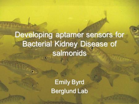 Developing aptamer sensors for Bacterial Kidney Disease of salmonids Emily Byrd Berglund Lab.