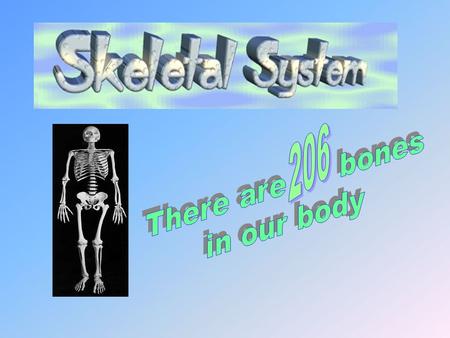 1- To provide support & framework for our body. 2 - To protect our organs. 3 - To help produce movement. 4. To produce RBC’s.