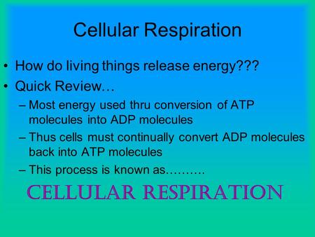 Cellular Respiration How do living things release energy??? Quick Review… –Most energy used thru conversion of ATP molecules into ADP molecules –Thus cells.