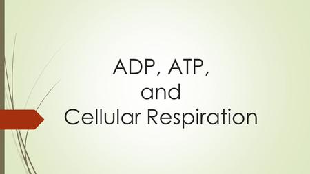 ADP, ATP, and Cellular Respiration