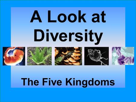 A Look at Diversity The Five Kingdoms.