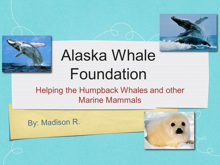 By: Madison R. Alaska Whale Foundation Helping the Humpback Whales and other Marine Mammals.