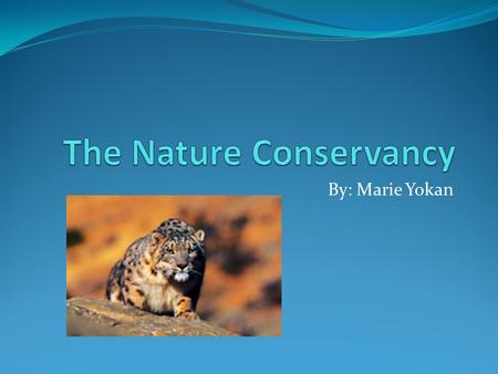 The Nature Conservancy