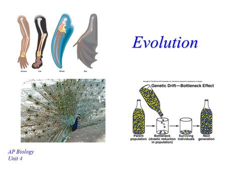 Evolution AP Biology Unit 4.