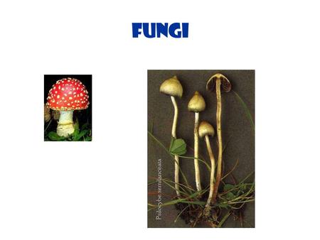 Fungi.