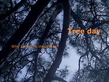 Tree day Why are trees important?. The importance of trees. Canaries palm treeTrees provide….. Oxygen that we need to live. Protection for the soil. Homes.