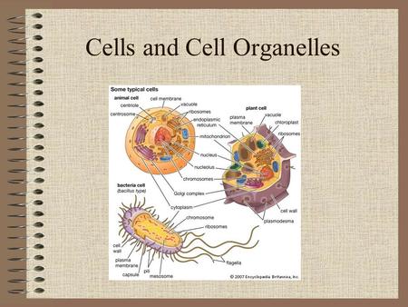 Cells and Cell Organelles. History Anton Van Leeuwenhoek The microscope was invented by Anton Van Leeuwenhoek, a Dutch biologist in the early 1600’s.