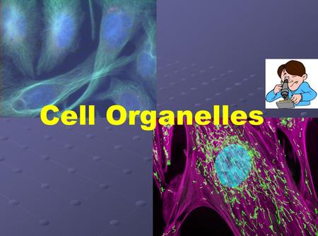 Cell Organelles Use this presentation in conjunction with the Cell Organelle note-taking worksheet. Run through the entire presentation before using it.