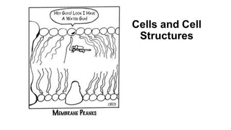 Cells and Cell Structures. Quiz!!!!! 1.What are the three parts of the cell theory? 2.What are three similarities and 3 differences between prokaryotic.