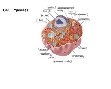 Cell Organelles.