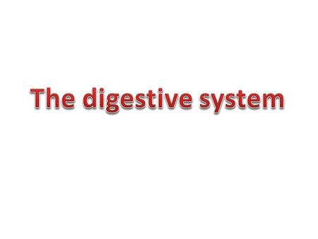 The digestive system.