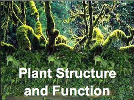 Why are plants important? PhotosynthesisCellular Respiration.