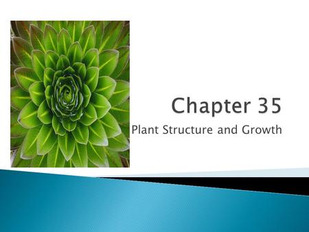 Plant Structure and Growth.  Roots anchor the plant in the soil, absorb minerals and water, and store food  Monocots have a fibrous root consisting.