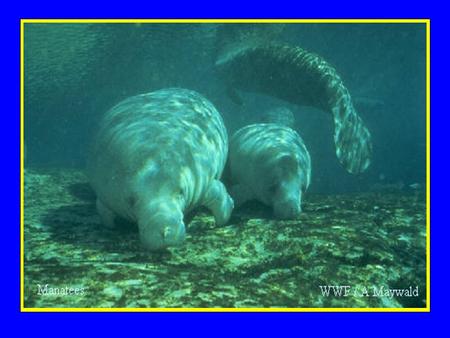 A B C Bottom resting Feeding Swimming Courtship Hartman, 1979.