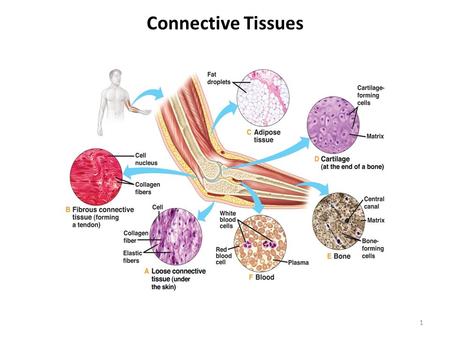 Connective Tissues.