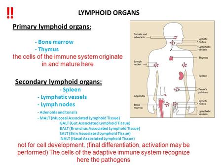 the cells of the immune system originate in and mature here