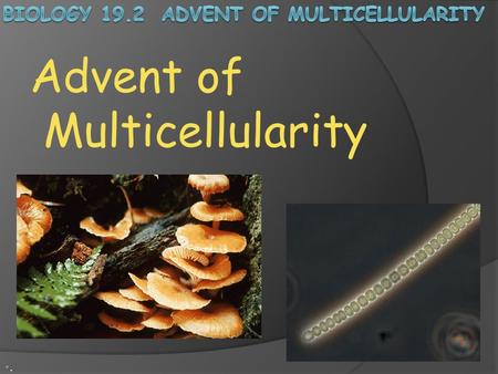 Biology 19.2 Advent of Multicellularity