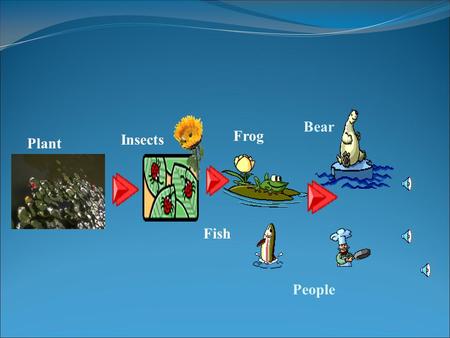 Plant Insects Fish Frog Bear People Food Chain and Food Web  Definition of Food Chain  Types of Food Chain  Definition of Food Web You will be able.