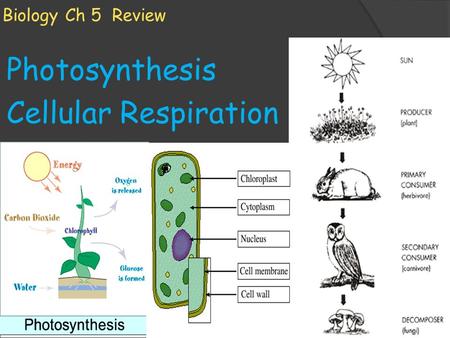 Photosynthesis Cellular Respiration