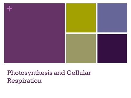 Photosynthesis and Cellular Respiration