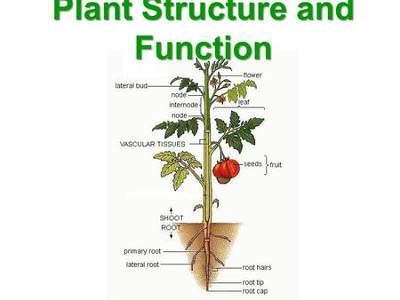 Plant Structure and Function