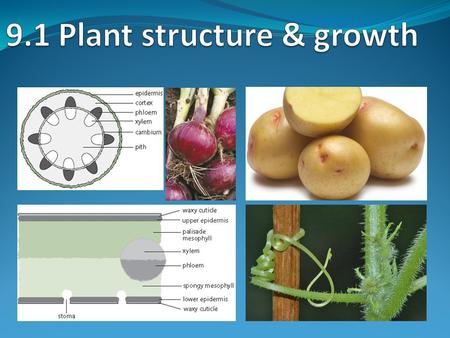 Assessment Statement 9.1.1 Draw and label plan diagrams to show the distribution of tissues in the stem and leaf of a dicotyledonous plant. 9.1.2 Outline.