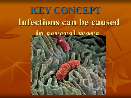 KEY CONCEPT Infections can be caused in several ways.