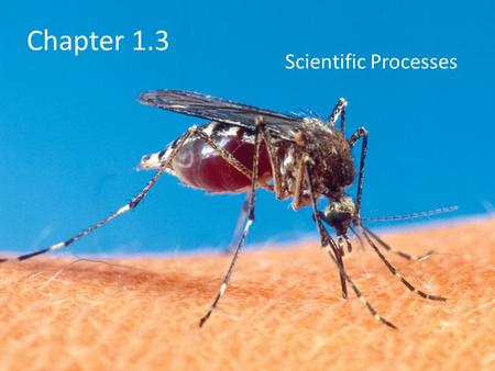 Chapter 1.3 Scientific Processes. Objectives Describe the stages common to scientific investigations. Distinguish between forming a hypothesis and making.