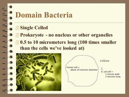 Domain Bacteria 4 Single Celled 4 Prokaryote - no nucleus or other organelles 4 0.5 to 10 micrometers long (100 times smaller than the cells we’ve looked.