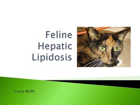 Casey Wolfe.  Also know as Feline fatty liver syndrome  It is one of the most common forms of liver disease in cats.  Although it has no known cause,