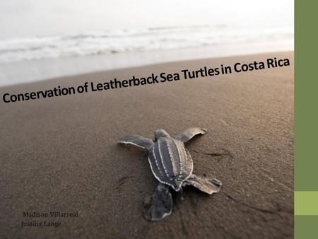 Conservation of Leatherback Sea Turtles in Costa Rica Madison Villarreal Justina Lange.