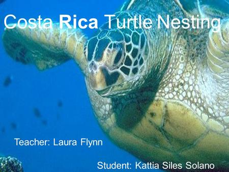 Costa Rica Turtle Nesting Teacher: Laura Flynn Student: Kattia Siles Solano.